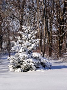 More Snow (Again)