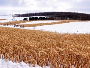 Not Harvested