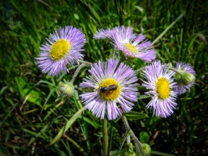 Wild Asters