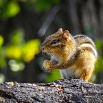 Chipmunk Eating an Acorn