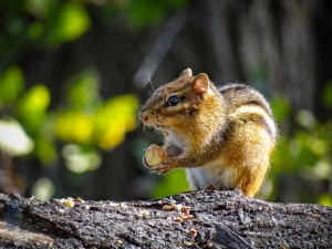 Chipmunk Eating an Acorn