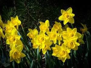 Smiling Daffodils