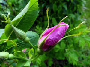 Bud of Spring