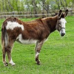 Happy Donkey