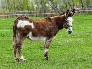 Happy Donkey