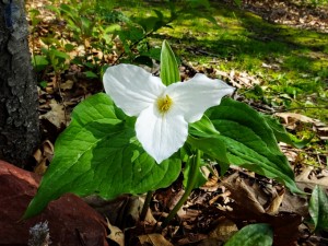 Spring White