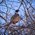 Ring-necked Pheasant