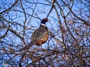 Ring-necked Pheasant