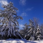 Snow Laden Limbs