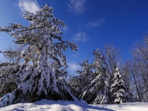 Snow Laden Limbs