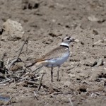 Noisy Killdeer