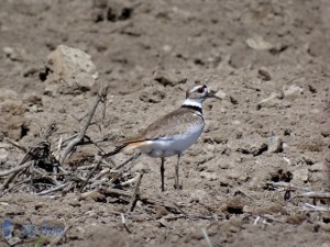 Noisy Killdeer