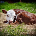 Sleepy Time Calf