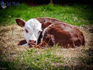 Sleepy Time Calf