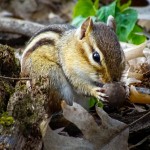 Weather Predicting Chipmunk