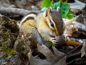 Weather Predicting Chipmunk