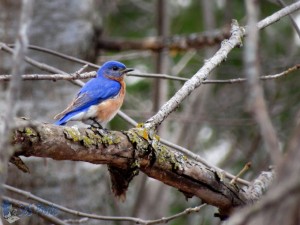 Return of the Bluebirds