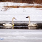 Trumpeter Swans