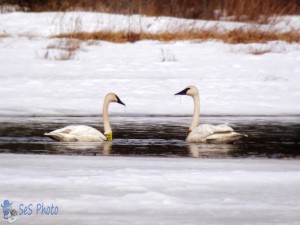 Trumpeter Swans