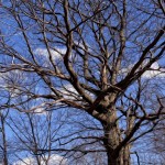 Old Oak Tree