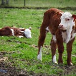 Springtime Calves