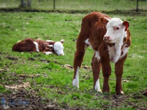 Springtime Calves