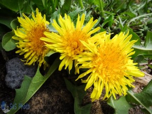 Mother's Day Flowers