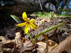 Lone Yellow Adder's Tongue