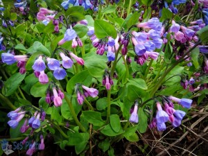 Colorful Virginia Bluebells