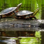 Painted Turtles