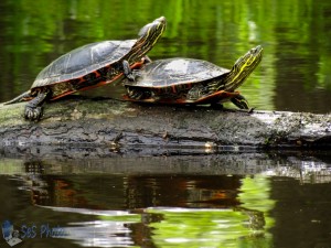 Painted Turtles