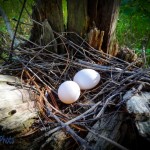 Mourning Dove Nest