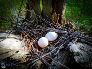 Mourning Dove Nest