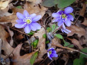 Sharp-lobed Hepatica