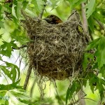 Female Baltimore Oriole in Her Nest