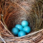 Bluebird Nest and Eggs