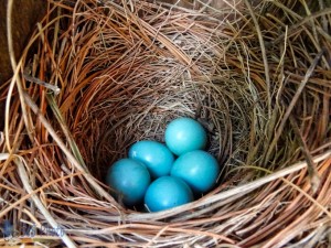 Bluebird Nest and Eggs