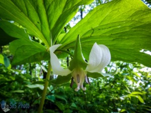 Nodding Trillium