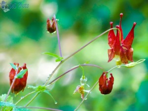 Wild Columbine