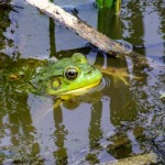 Wet Frog