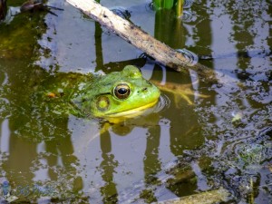 Wet Frog