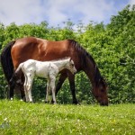 Cute Foal