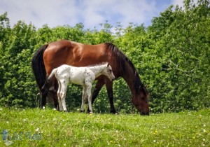 Cute Foal