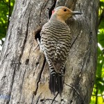 Watchful Northern Flicker