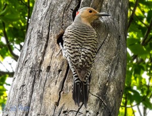 Watchful Northern Flicker