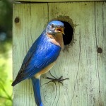 Male Bluebird Inspector