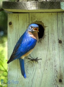 Male Bluebird Inspector