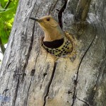 Peeking Northern Flicker