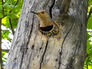 Peeking Northern Flicker