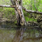 Worn Out Tree